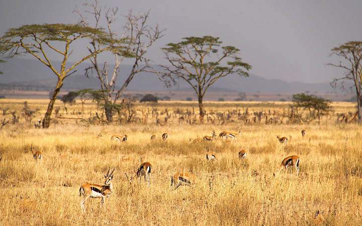 af_tz_serengeti_np_015.jpg - Thomson Gazellen sind die Hauptbeute für die Raubkatzen in der Serengeti