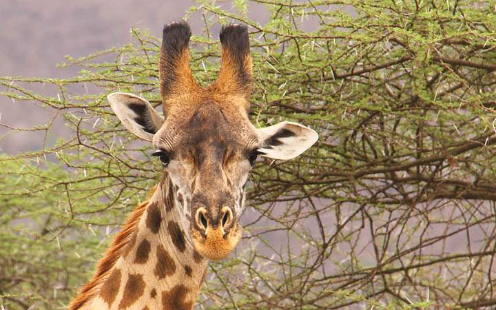 af_tz_serengeti_np_028.jpg - Eine Giraffe beobachtet uns genau