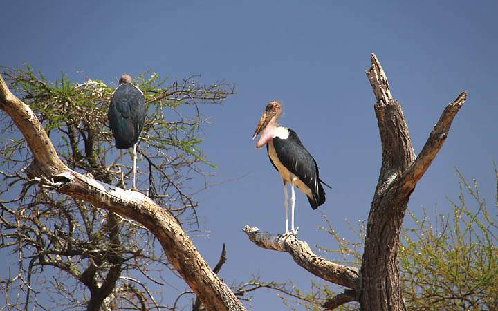 af_tz_tarangire_np_011.jpg - Der Marabu Storch ist mit bis zu 3 m Spannweite die größte Storch-Art