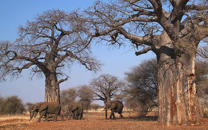 af_tz_tarangire_np_033.jpg - Ein Bilderbuchkulisse mit Elefanten vor zwei riesigen Affenbrotbäumen
