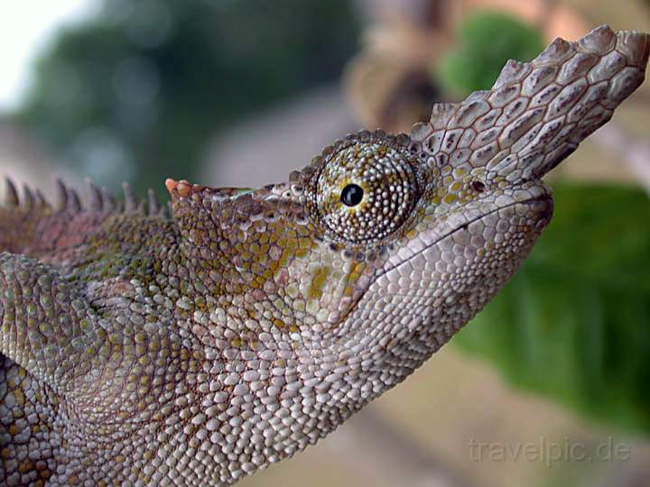 af_tanzania_013.jpg - Ein Chameleon in Tanzania