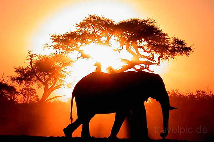 af_botswana_007.jpg - Elefant vor dem roten Sonnenball in Botwswana