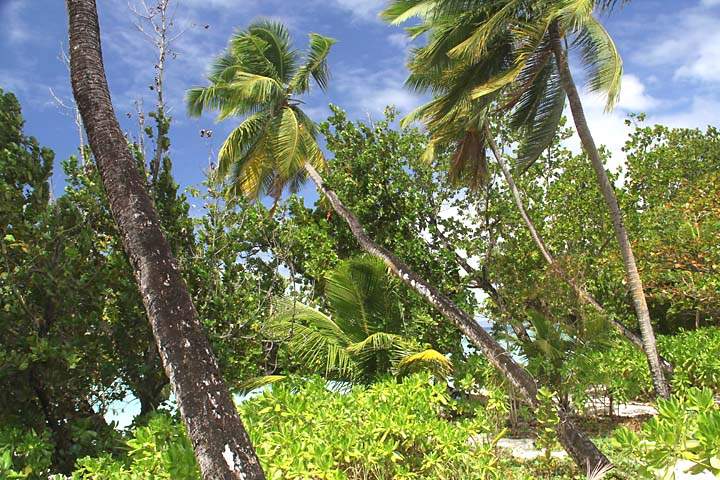 af_sey_silhouette_010.jpg - Palmen und üppige Grünpflanzen an der Ostküste der Insel Silhouette, Seychellen