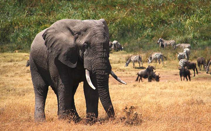 af_tz_ngorongoro_np_032.jpg - Wildlife im Ngorongoro Nationalpark in Tansania