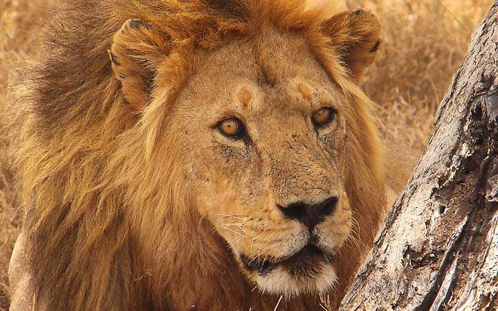 af_tz_serengeti_np_024.jpg - Ein männlicher Löwe im Serengeti Nationalpark im Norden von Tansania