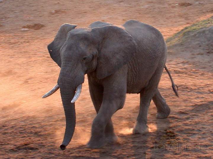 af_zimbabwe_009.jpg - Ein Elefant in Zimbabwe