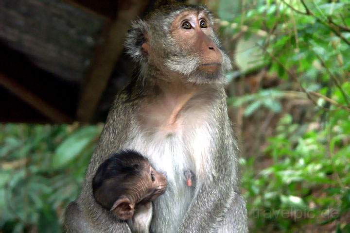 as_id_java_011.JPG - Eine Affenmutter mit ihrem Nachwuchs auf der Insel Java, Indonesien