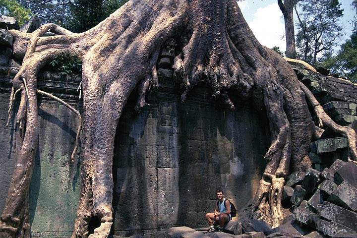 as_kambodscha_003.JPG - Riesige und uralte Bäume gehen in der Tempelanlage von Ankor eine Symbiose mit den Bauwerken ein, Kambodscha