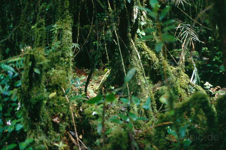 as_malaysia_009.JPG - Der Urwald in den Cameron Highlands in Zentral Malaysia