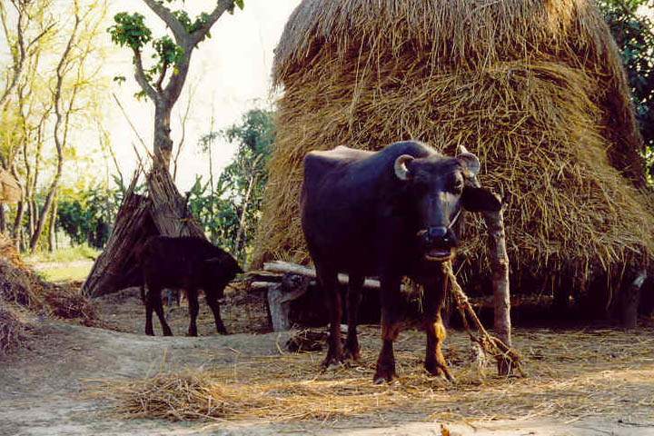 as_np_chitwan_001.JPG - Wasserbüffel im Tharu-Dorf im Chitwan Nationalpark