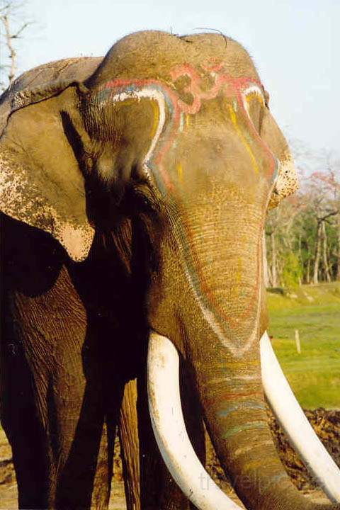 as_np_chitwan_003.JPG - Elefant mit Festbemalung