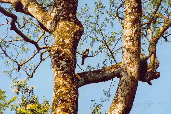 as_np_chitwan_007.JPG - Tukan auf einem Baum beim Jungle-Walk im Park