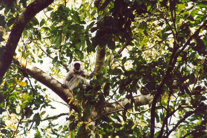 as_np_chitwan_008.JPG - Affe auf einem Baum beim Jungle-Walk im Park