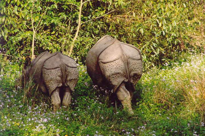 as_np_chitwan_011.JPG - Nashornmutter und Junges von hinten im Chitwan Nationalpark