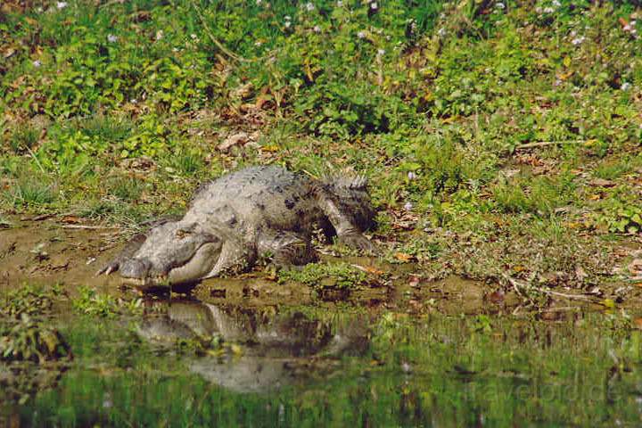 as_np_chitwan_014.JPG - Krokodil am Fluss im Chitwan Nationalpark