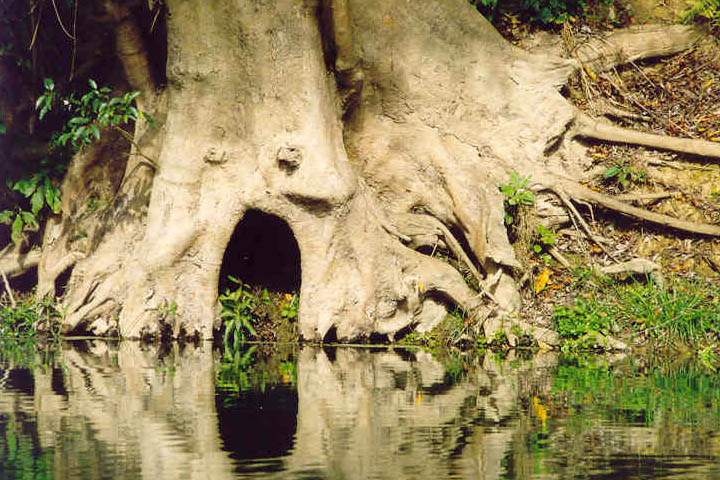 as_np_chitwan_015.JPG - Baumwurzel am Fluss im Chitwan Nationalpark