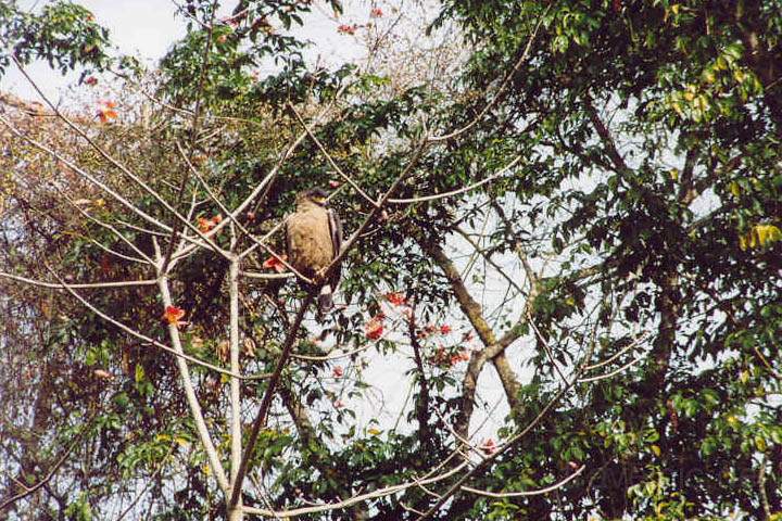 as_np_chitwan_016.JPG - Seeadler auf einem Baum im Chitwan Nationalpark