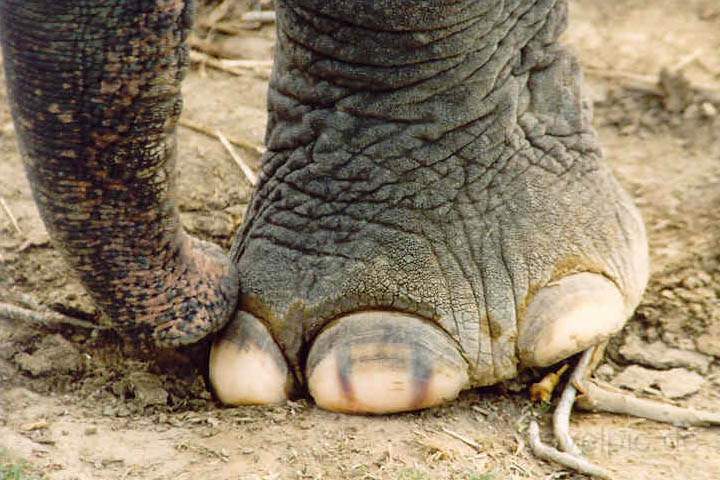as_np_chitwan_019.JPG - Fuß und Rüssel eines tonnenschweren Elefanten im Chitwan Nationalpark