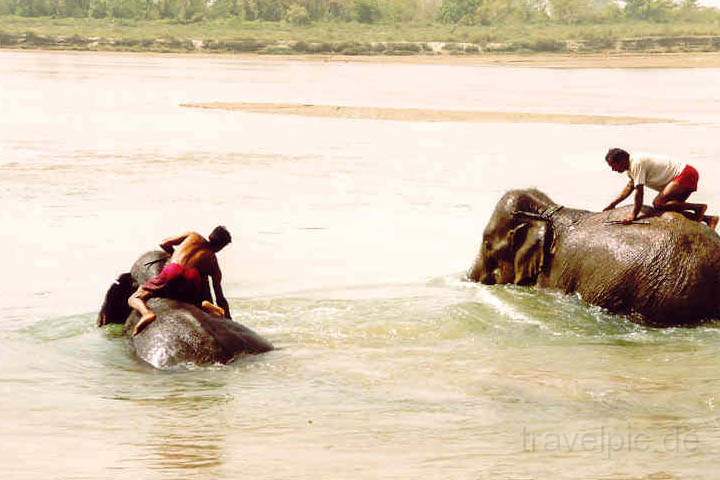 as_np_chitwan_020.JPG - Die Elefanten nehmen nach einem langen Arbeitstag im Park ein Bad im Fluss
