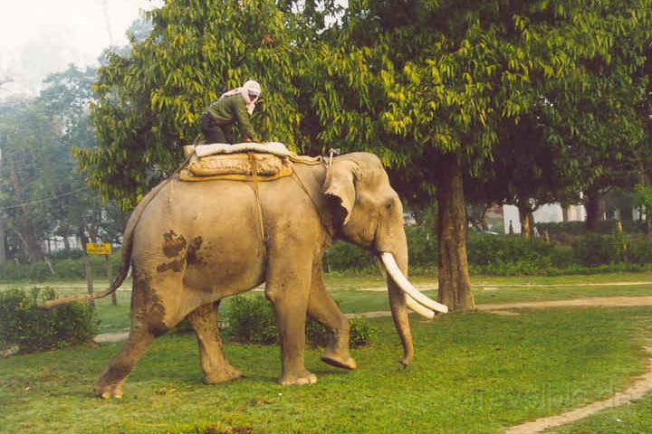 as_np_chitwan_022.JPG - Ein Arbeitselefant auf dem Weg in den Park