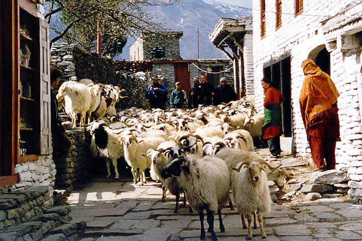 as_np_annapurna_015.JPG - Eine Schafherde wird durch Ghasa getrieben