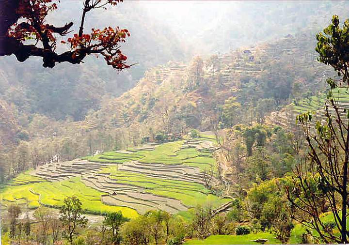 as_np_annapurna_022.JPG - Terrassenfelder im Kali Gandaki Tal zwischen Tatopani und Ghorepani