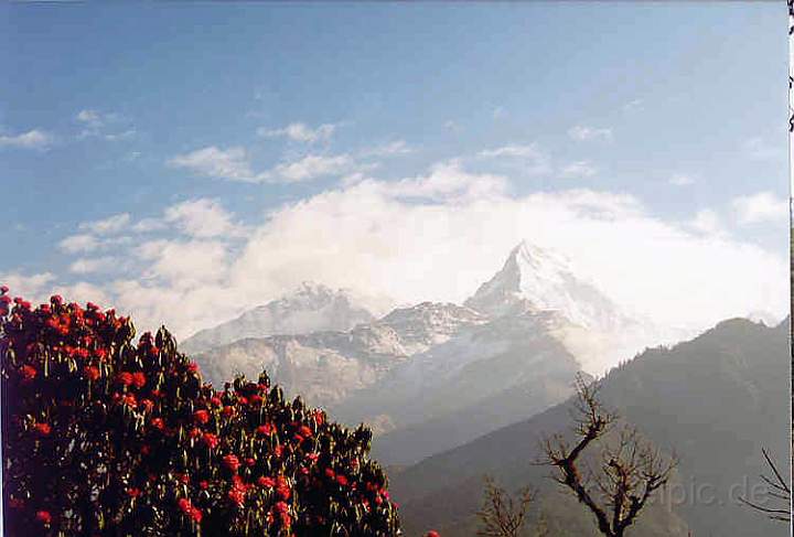 as_np_annapurna_023.JPG - Blühende Rhododendron-Bäume und Blick auf den Himalaya von Ghorepani aus