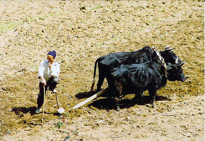 as_np_annapurna_026.JPG - Ein Bauer bestellt sein Feld mit einem Ochsenpflug in Ghandru