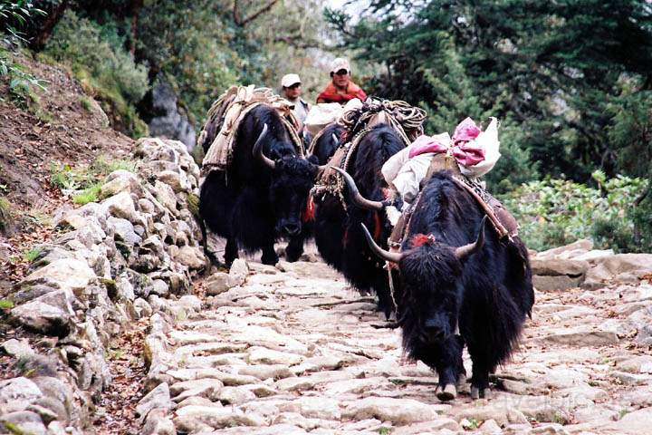 as_np_mt_everest_007.jpg - Yaks als Lastenträger einer Trekkingorganisation im Khumbu-Tal