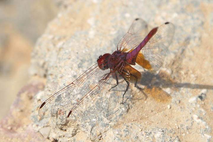 asien_om_040.jpg - Eine lilafarbene Libelle am Wadi Bani Khalid im Oman