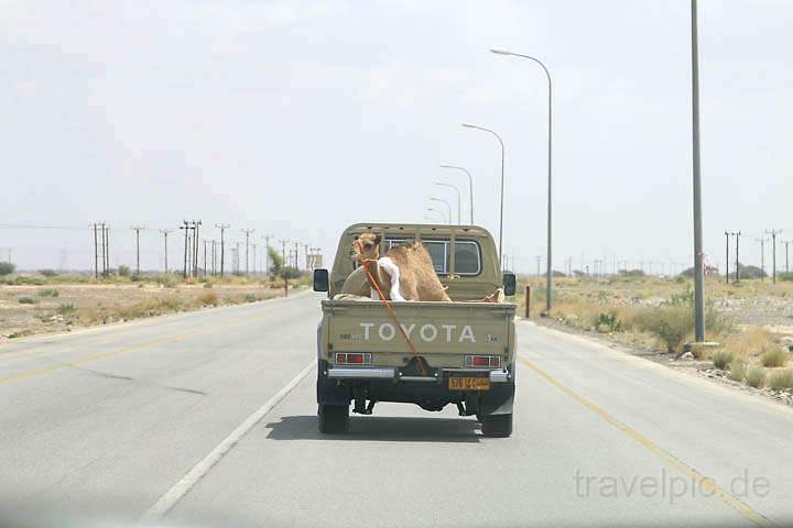 asien_om_036.jpg - Der Transport eines Kamels auf einem Pickup im Oman