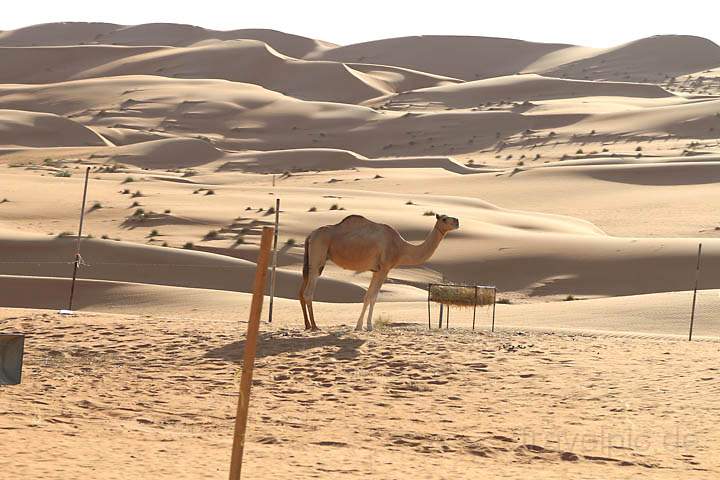 asien_om_042.jpg - Ein Kamel in den Sanddnen der Wahiba Sands Sandwste im Osten des Omans
