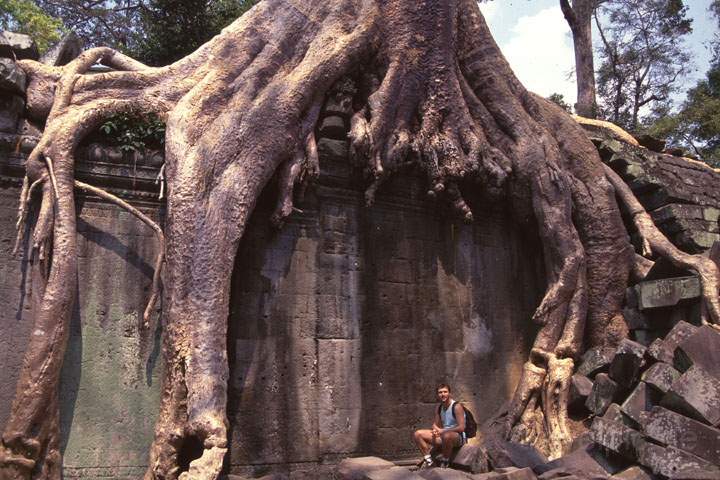 as_kambodscha_004.JPG - Riesige und uralte Bäume gehen in der Tempelanlage von Ankor eine Symbiose mit den Bauwerken ein, Kambodscha