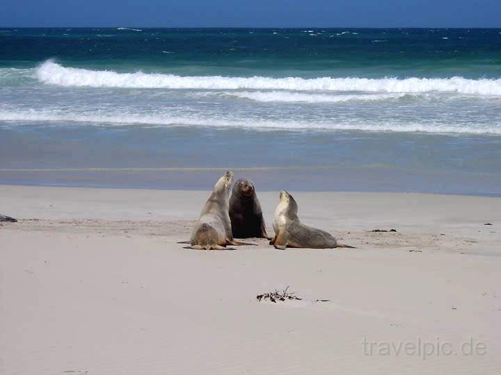 au_au_008.jpg - Australische Seelöwen auf Kangaroo Island