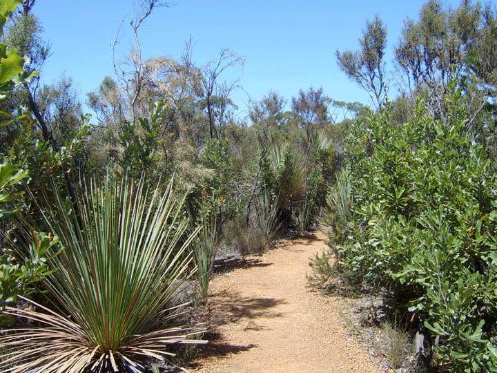 au_au_009.jpg - Die Flora im Naturparadies Kangaroo Island bei Adelaide