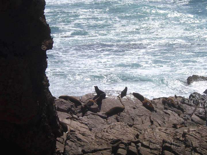 au_au_010.jpg - Die New Zealand Seals (Robben) kann man von einem höhergelegenen Bordwalk bewundern