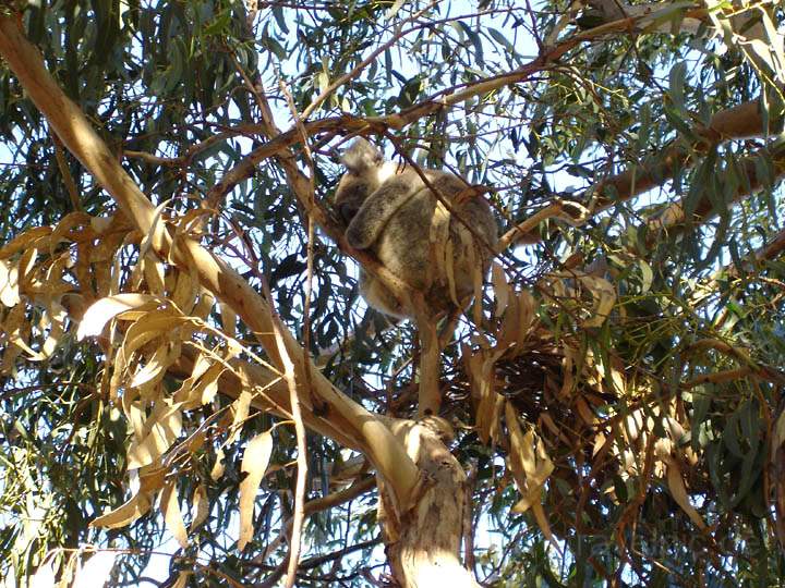 au_au_012.jpg - Ein Koala im Eukalyptusbaum auf dem Koala Walk auf Kangaroo Island