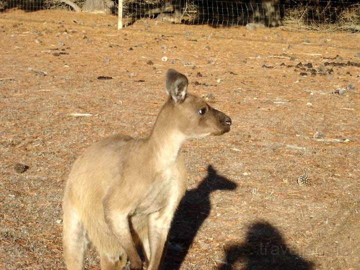 au_au_013.jpg - Ein Känguru im Naturparadies Kangaroo Island
