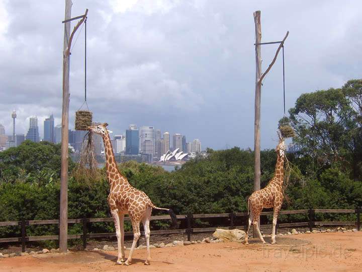 au_au_025.jpg - Giraffen im Taronga Zoo von Sydney