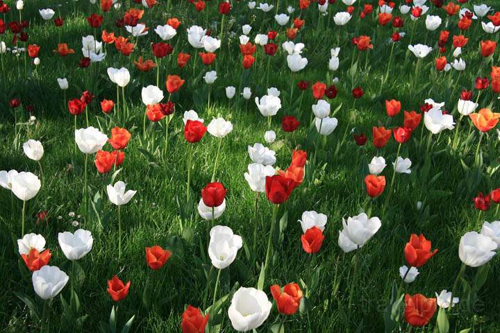 eu_de_seligenstadt_016.jpg - Tulpen im Garten der Klosterabtei