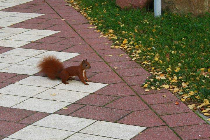 eu_de_usedom_027.jpg - Ein Eichhörnchen in Koserow auf der Insel Usedom