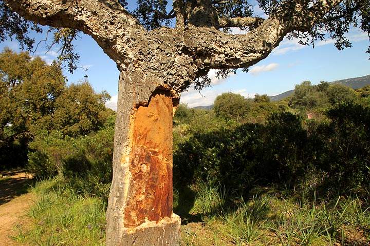 eu_fr_korsika_IMG_0042.jpg - Korkeichenbaum auf Korsika