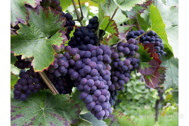 eu_fr_vogesen_009.jpg - Im Elsaß gibt es tolle Weinanbaugebiete, Frankreich