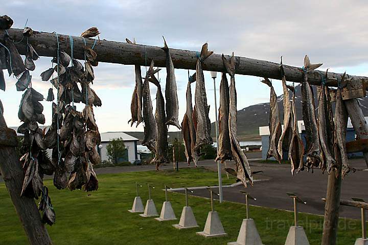 eu_island_010.jpg - Zum Trocknen aufgehängter Fisch in Dalvik, Island