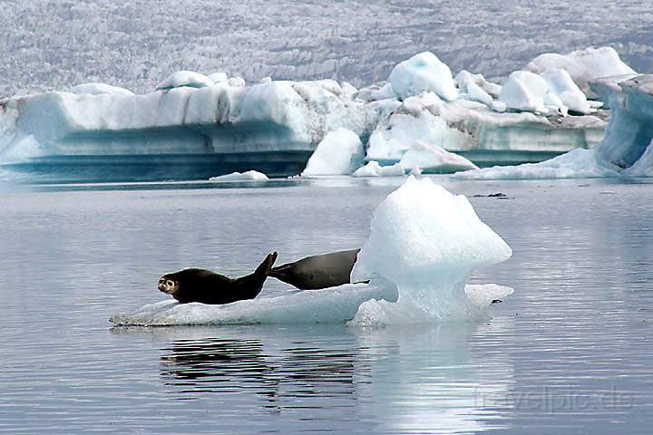 eu_island_040.jpg - Seehunde auf einer Eisscholle in der Gletscherlagune Jökulsarlon