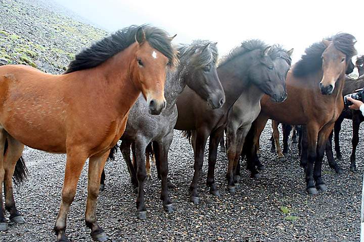 eu_island_041.jpg - Die robusten Islandpferde sind unter Pferdekennern geschätzt