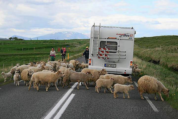 eu_island_050.jpg - Schafe sind allgegenwärtig in Island