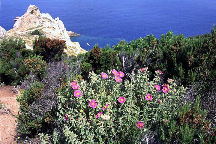 eu_it_elba_003.jpg - Der Möwenfelsen auf der Halbinsel Enfola Insel Elba