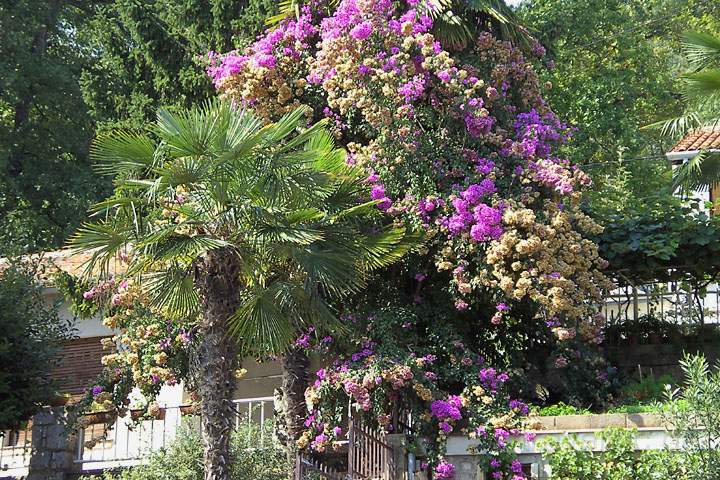 eu_kroatien_037.jpg - Eine exotische Blumenpracht in Opatija