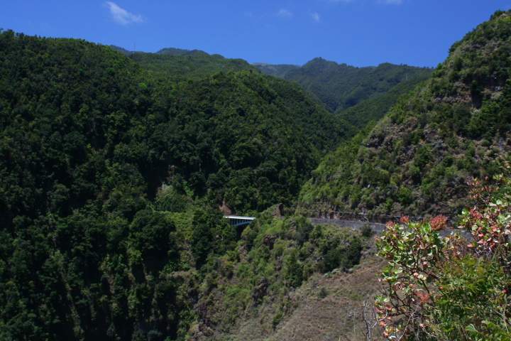 eu_es_la_palma_011.JPG - Der üppige grüne Loorbeerwald im Nordosten von La Palma